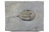 Dalmanites Trilobite Fossil - New York #357128-1